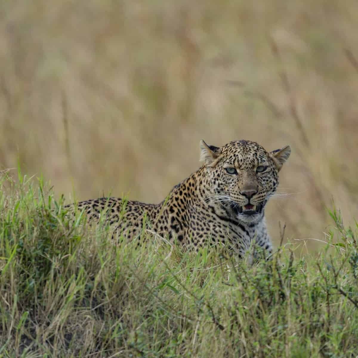 leopard2 mara scaled