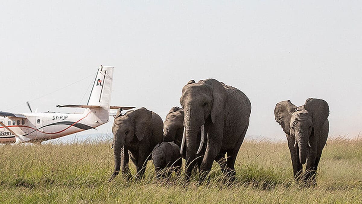 mara flight