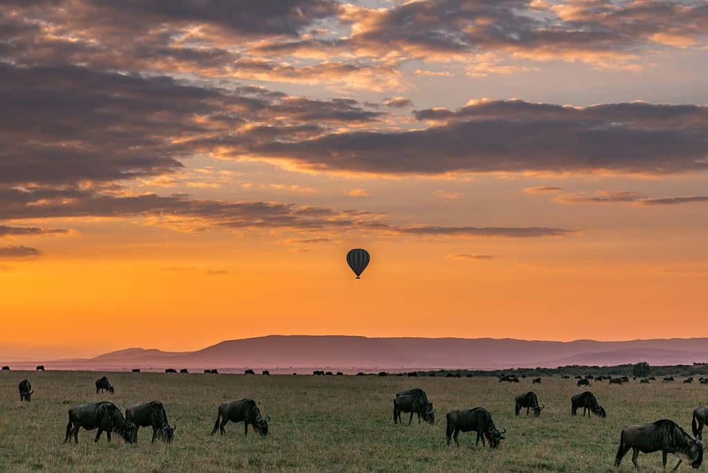 mara migration