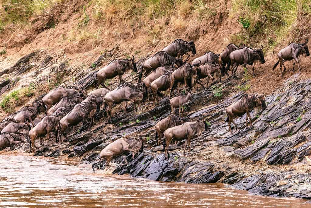 mara migration2