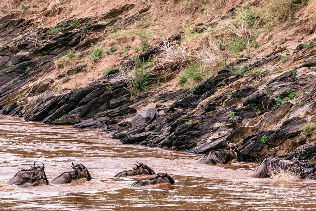 mara migration5