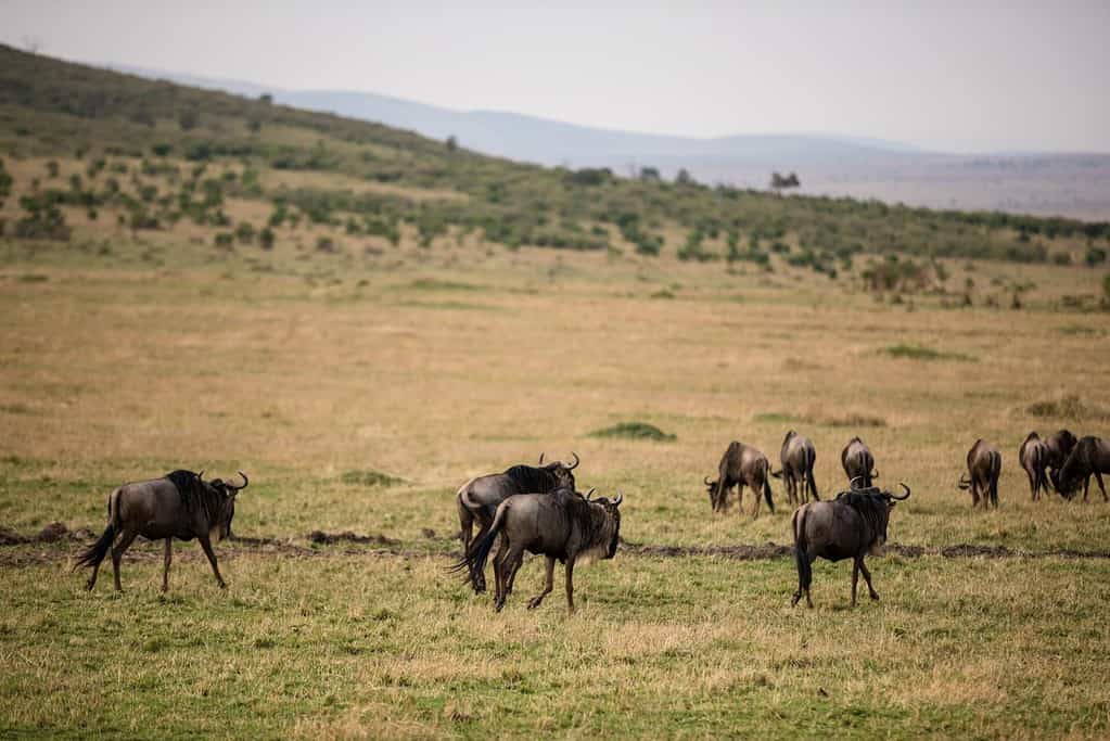 mara migration7