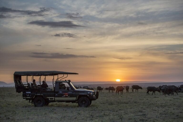 Discover Maasai Mara Reserve and Safaris - The Maasai Mara