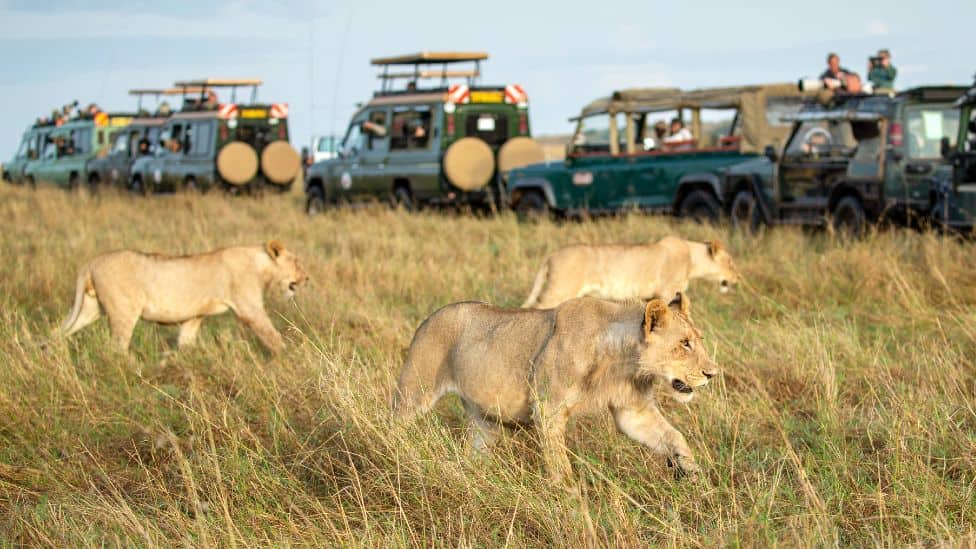 mara safari