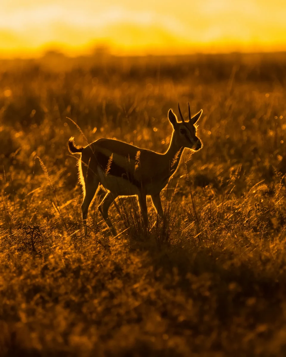Discover the Maasai Mara 6 A gazelle standing in sunlit golden grass