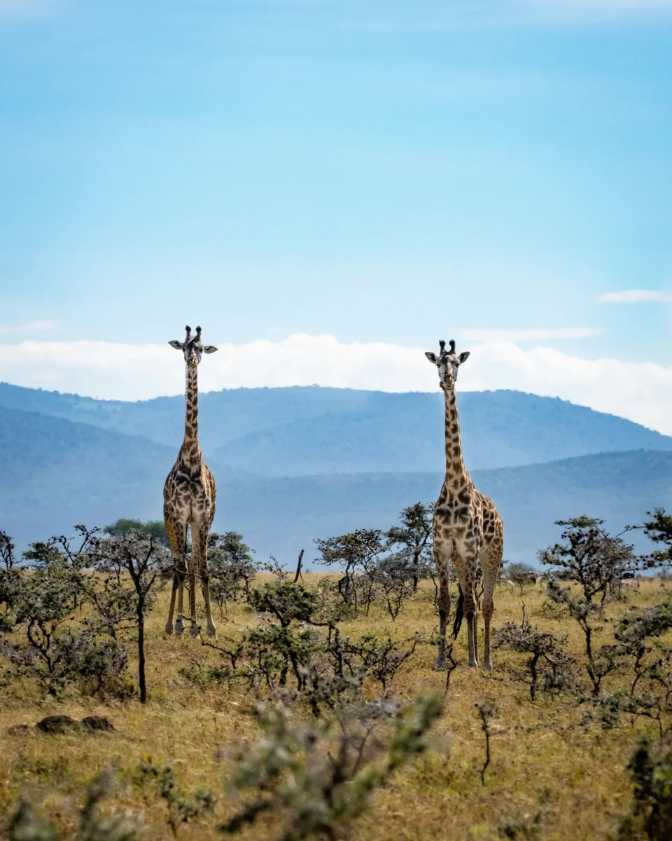 Discover the Maasai Mara 5 Two giraffes among low bushes, with blue hills and a clear sky behind