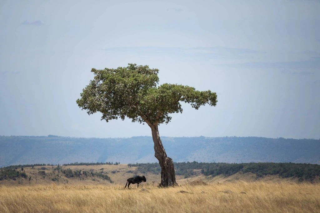 Maasai Mara airstrips guide: wildebeest beside a tree in golden grassland