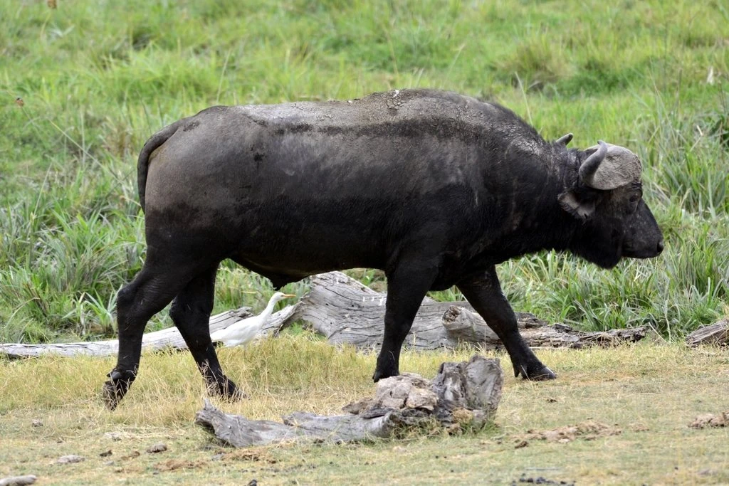 Mara North Airstrip guide: Cape buffalo walking through green grass