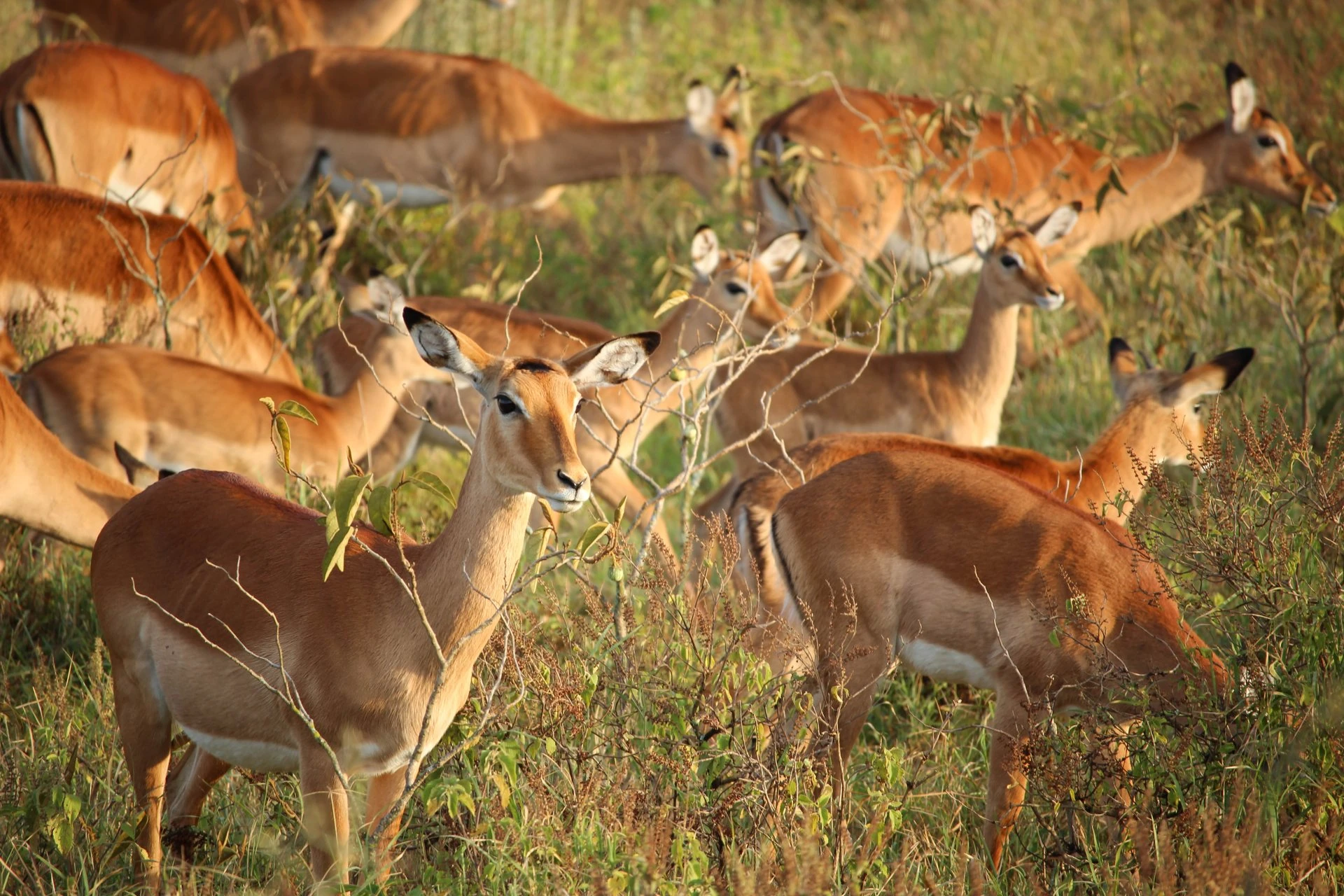 Mara Serena Airstrip guide: impalas standing among green bushes