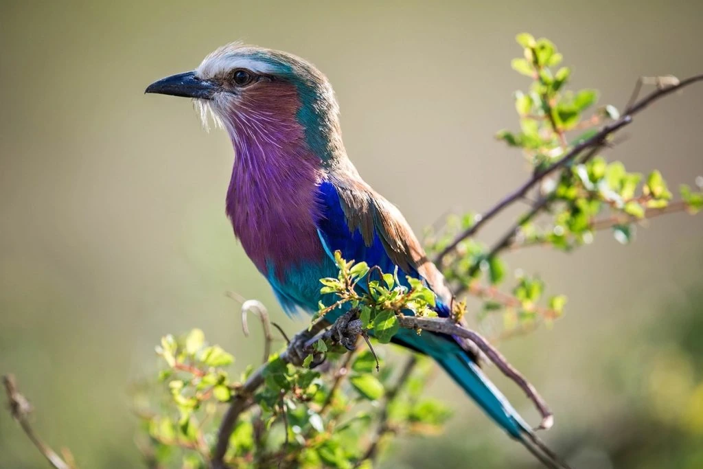 Musiara Airstrip guide: lilac-breasted roller perched on a leafy branch