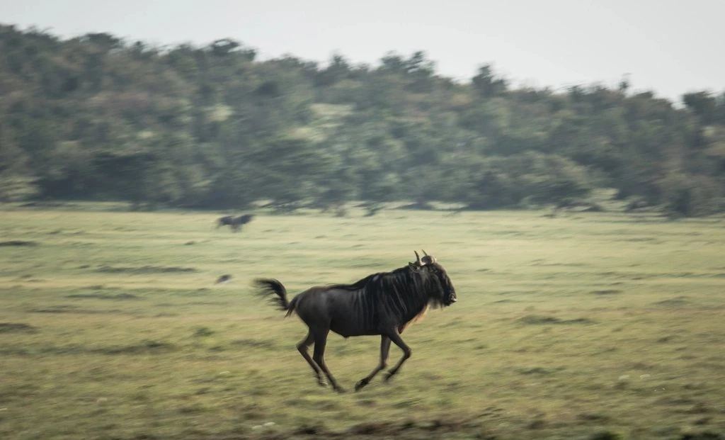 Ngerende Airstrip guide: wildebeest running across grassland