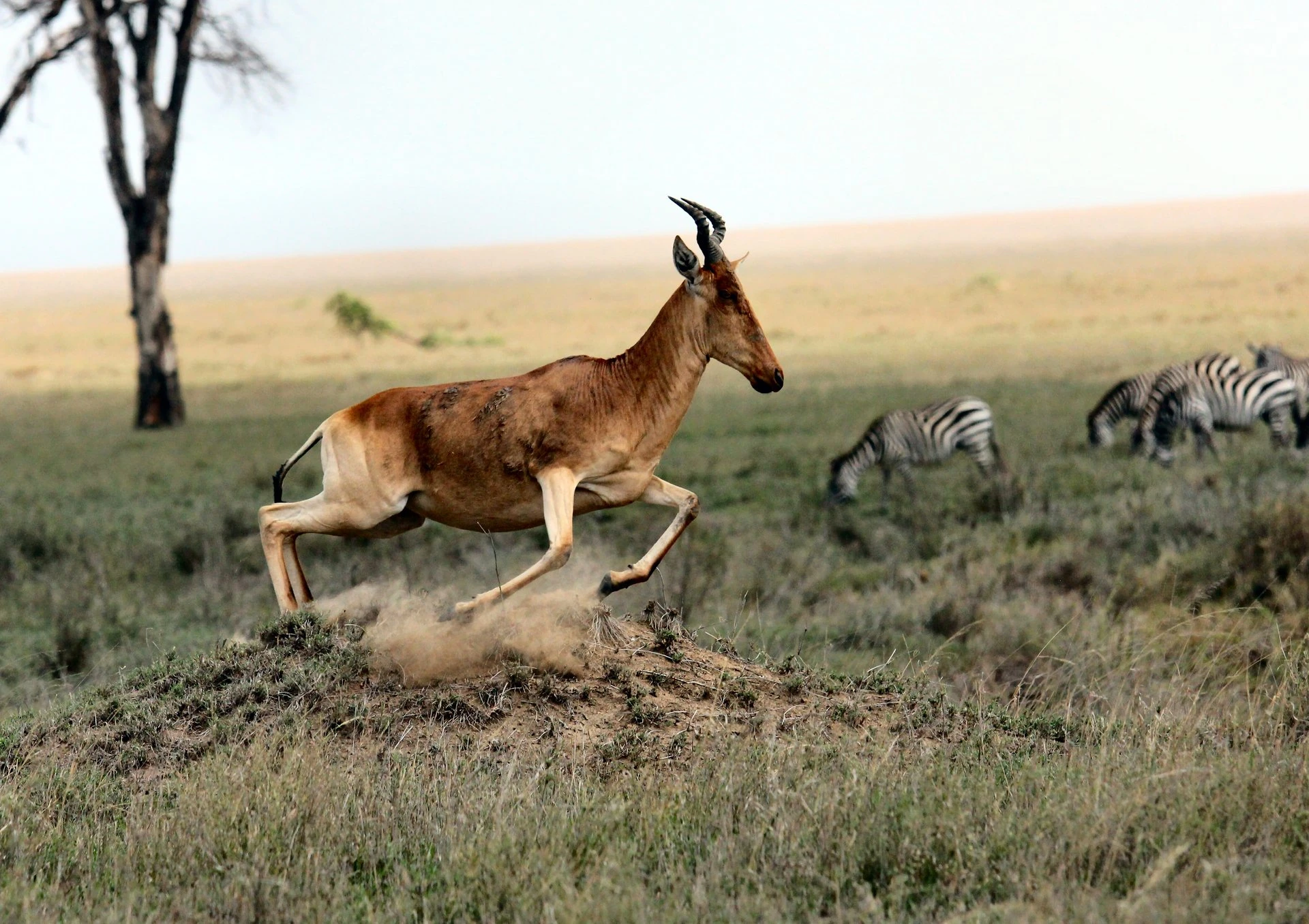 Ol Kiombo Airstrip guide: hartebeest leaping beside grazing zebras in the Serengeti
