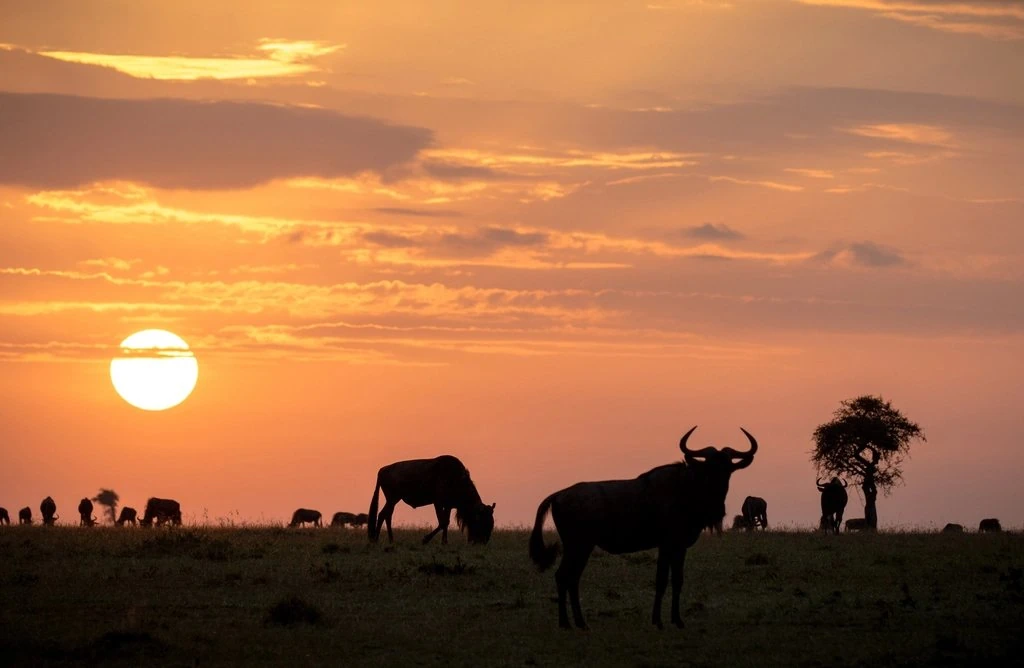Siana Springs Airstrip guide: wildebeest silhouettes beneath an orange sunset