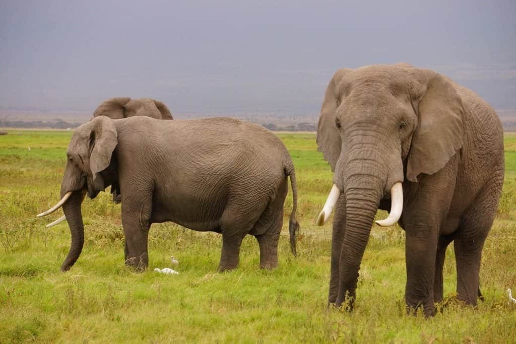 8 Days Amboseli, Naivasha & Maasai Mara Safari 2 Elephants standing together in Amboseli