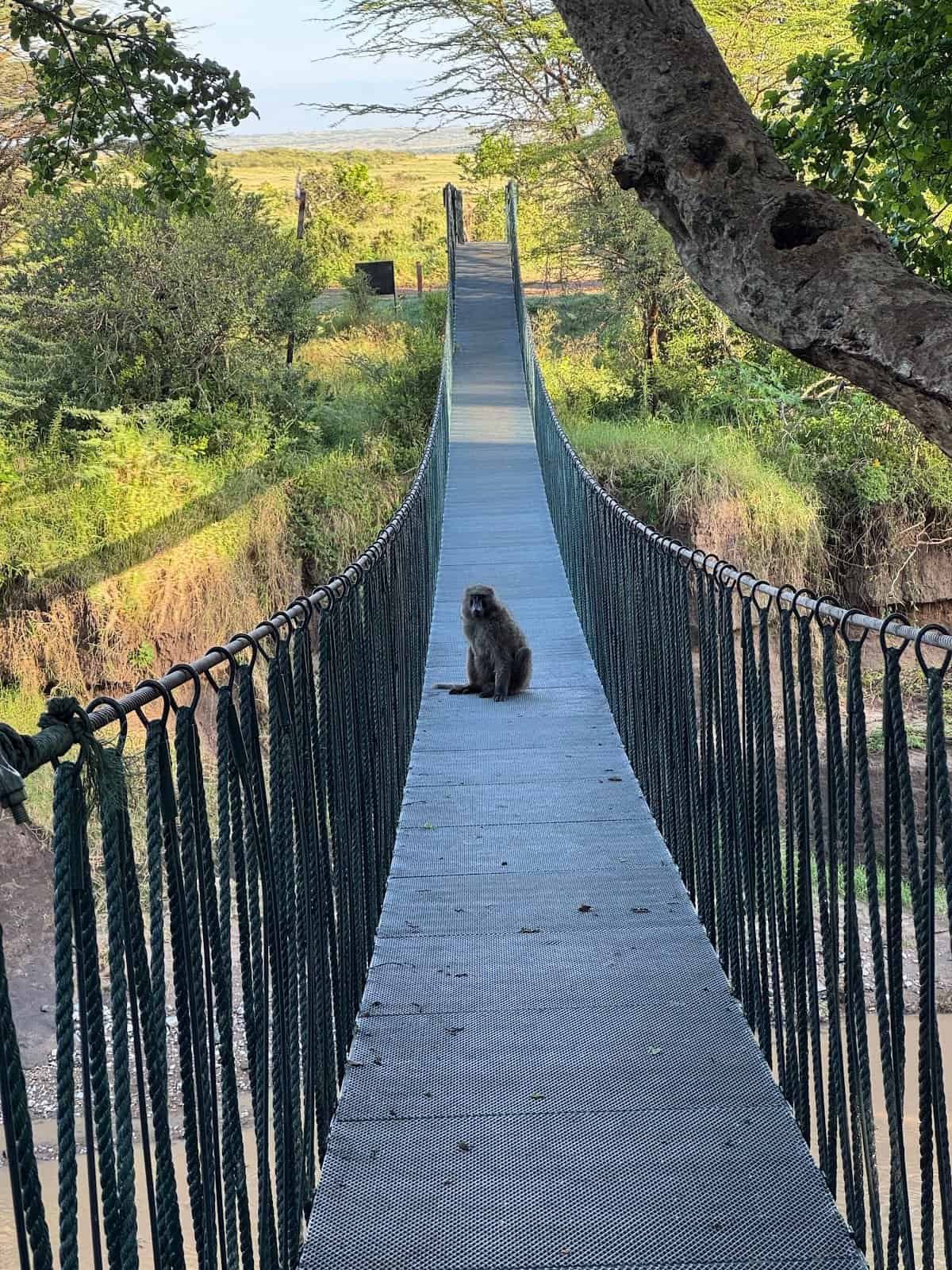 Basecamp Maasai Mara footbridge with a monkey beneath riverbank trees