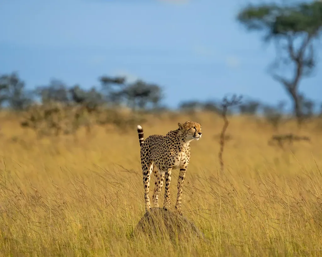 Best time to visit the Maasai Mara: a cheetah standing on a termite mound in golden grass