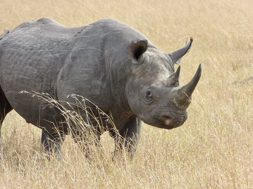 Big 5 in the Maasai Mara 6 A black rhino standing in golden grass, one of the Big 5 animals in the Maasai Mara