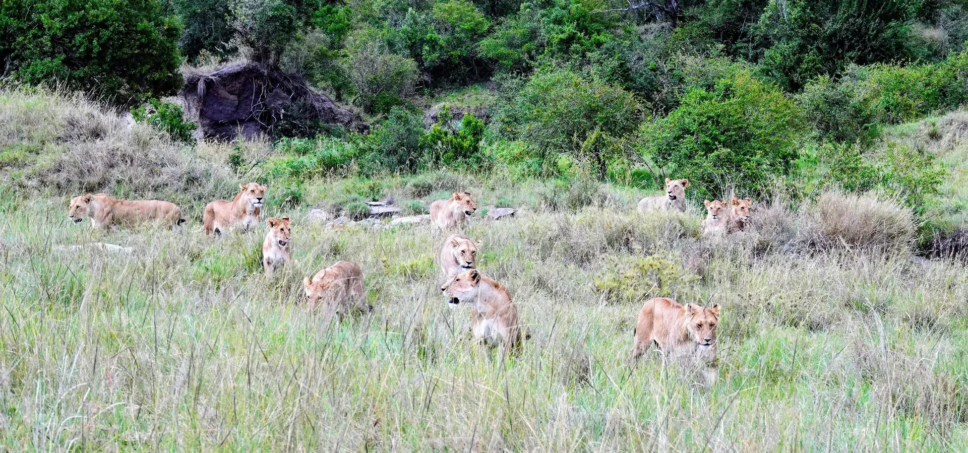 Big 5 in the Maasai Mara 1 A lion pride resting and walking through grass beside bushes, showing one of the Big 5 in the Maasai Mara