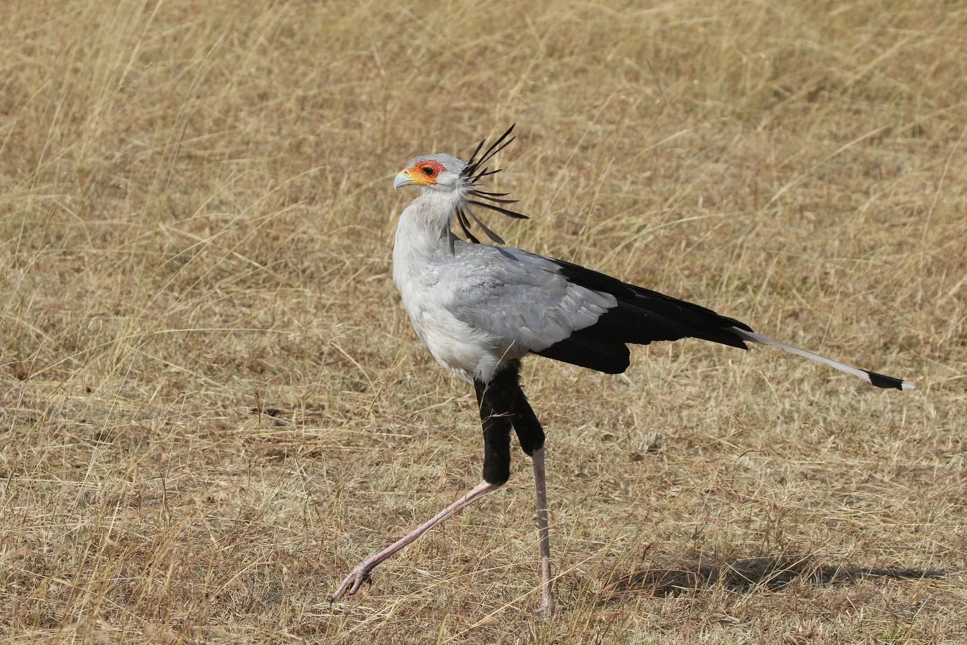 Bird watching in the Maasai Mara 1 Secretarybird striding through dry grass in the Maasai Mara, a bird watching subject