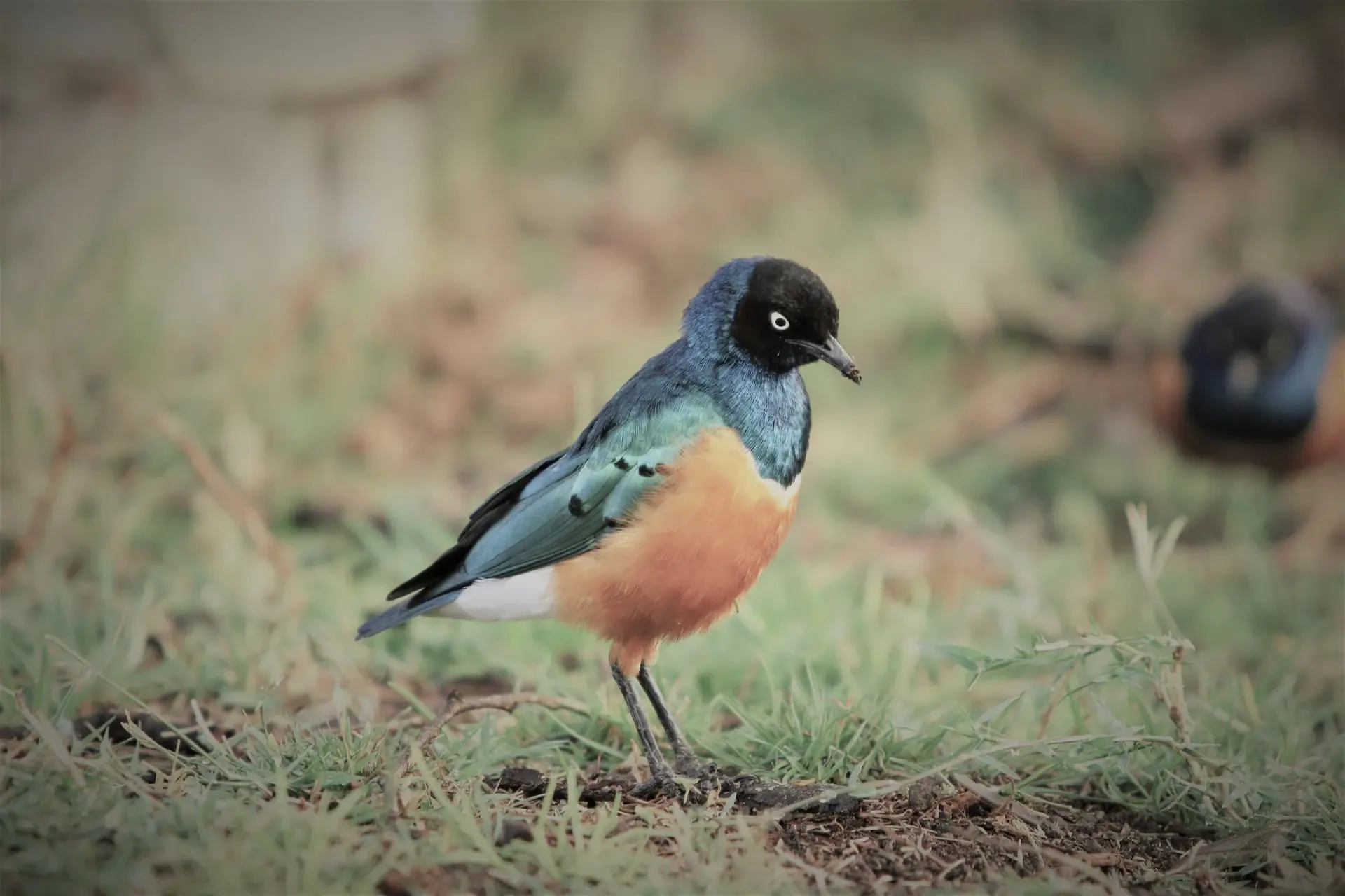 birding safari: A superb starling standing on short grass