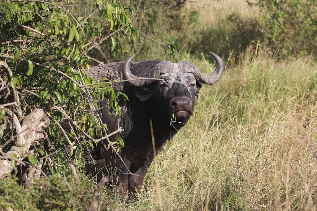 Big 5 in the Maasai Mara 5 A Cape buffalo facing the camera among bushes and tall grass in the Maasai Mara