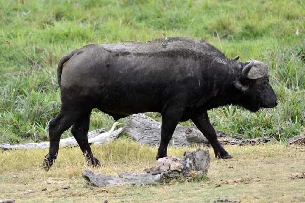 A Cape buffalo walking past fallen branches on green grass