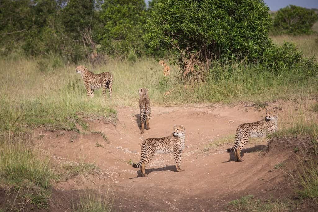 A female cheetah and three well-grown cubs in a sandy gully between green grass and bushes