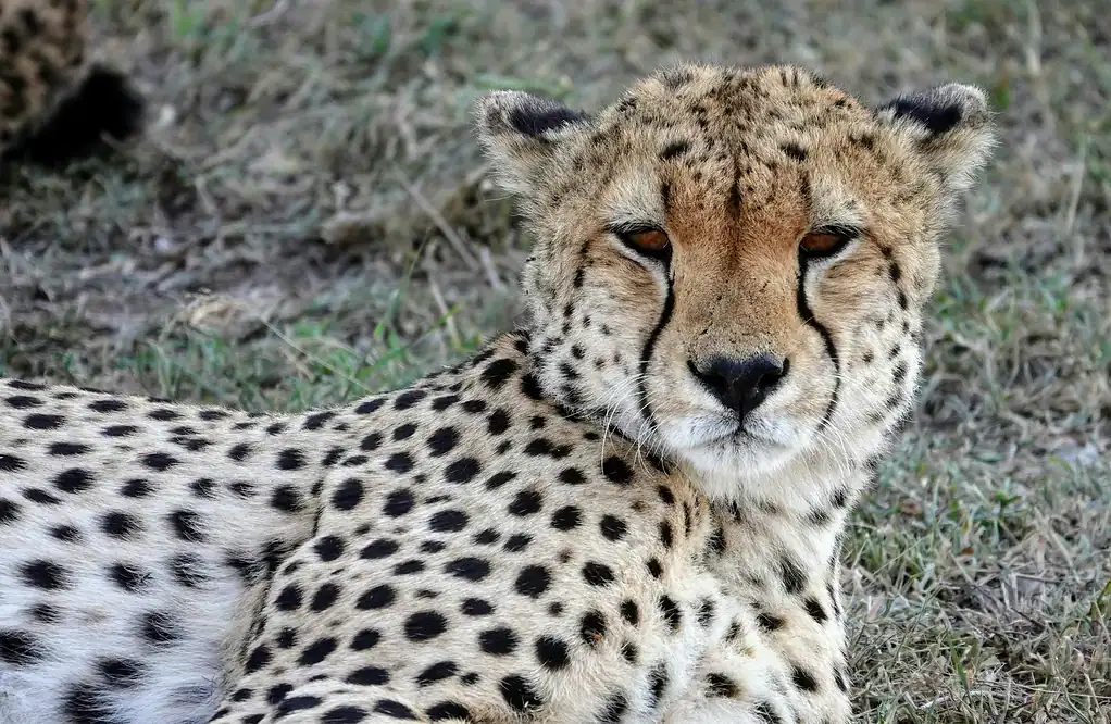 Cheetah lying in short grass, a close view of its face and spotted coat