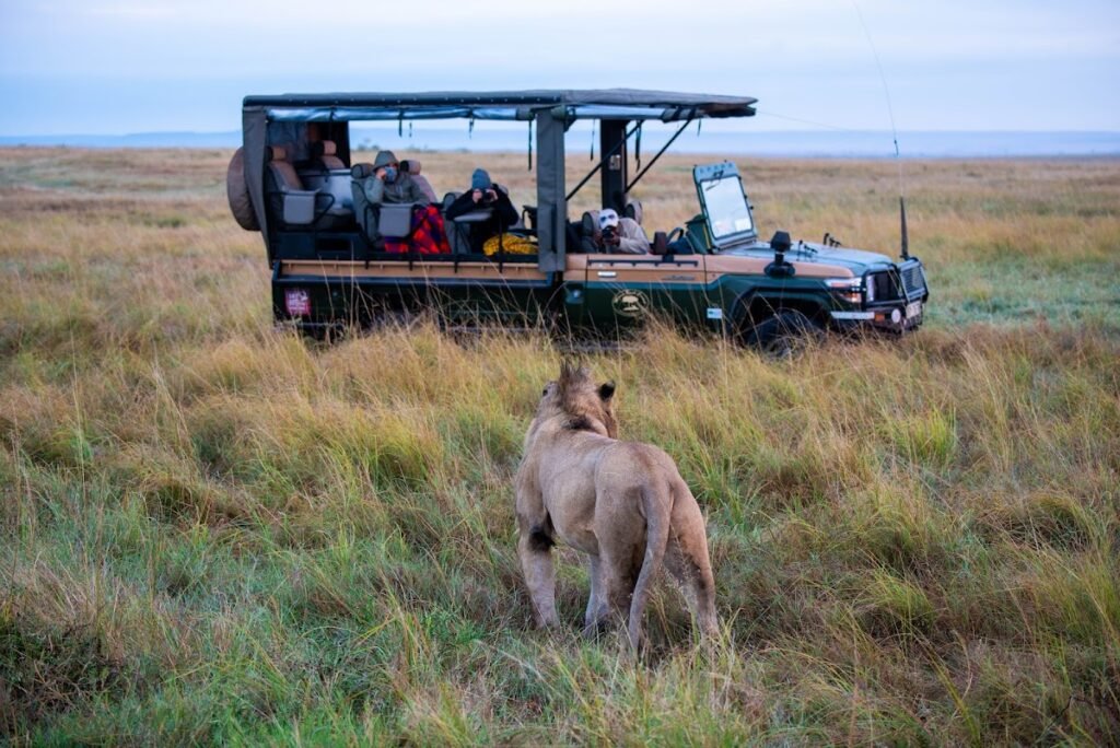Illustrative Maasai Mara lion beside a safari vehicle, not photographed at Losokwan Camp or a guaranteed booked vehicle