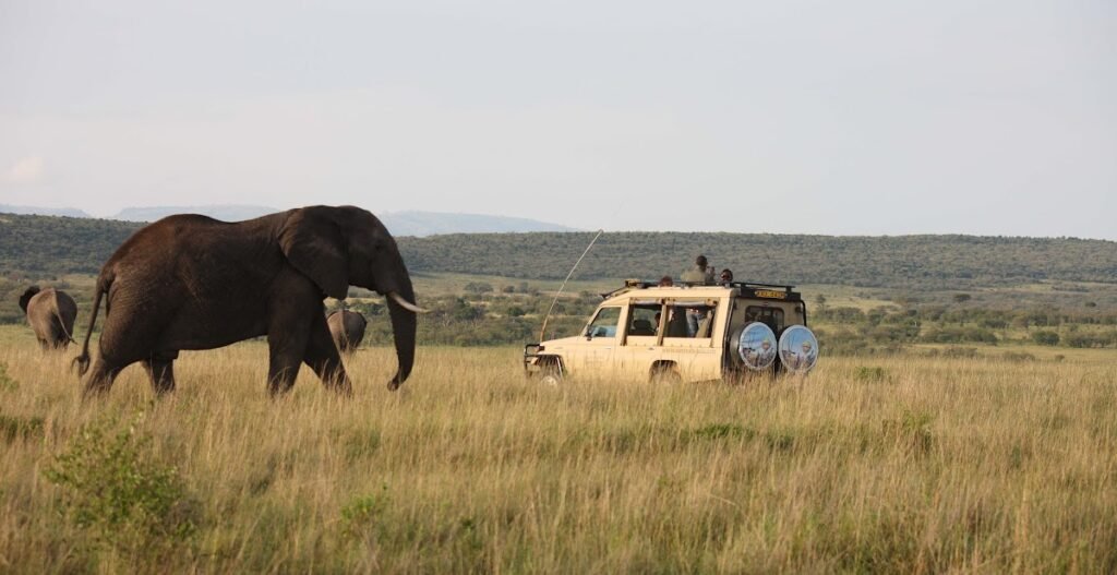 Illustrative Maasai Mara elephant and vehicle context, not photographed at Losokwan Camp