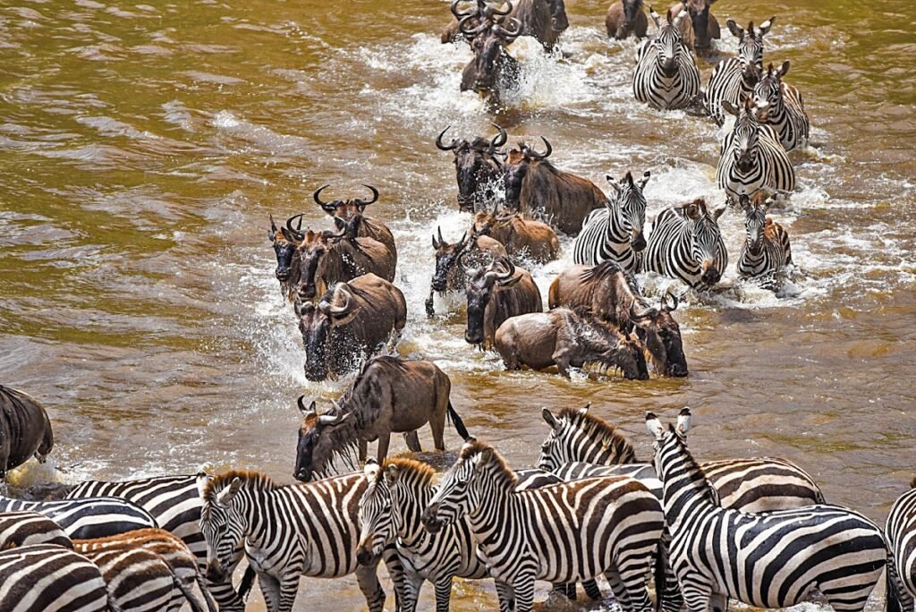 Illustrative Maasai Mara wildlife context: wildebeest and zebras crossing a river, not photographed at the camp