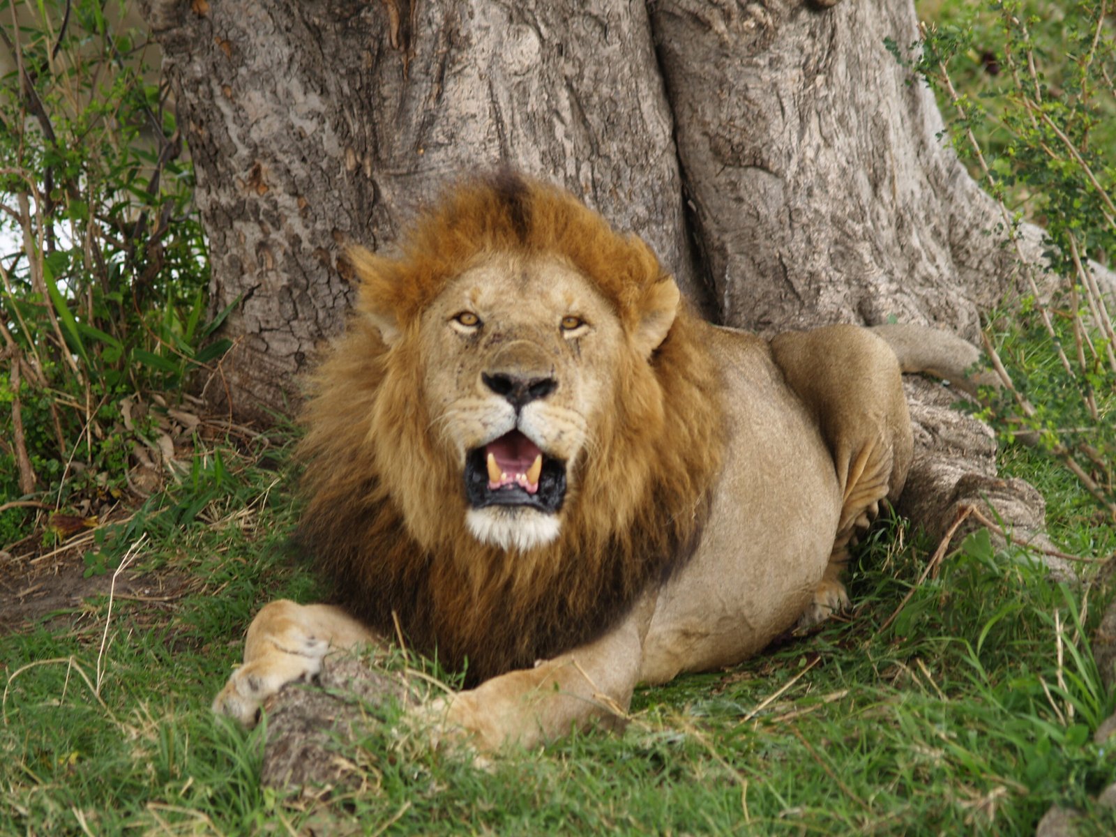 Male lion resting beside a tree in the Maasai Mara; regional wildlife context, not a photograph of Drifters Mara Camp