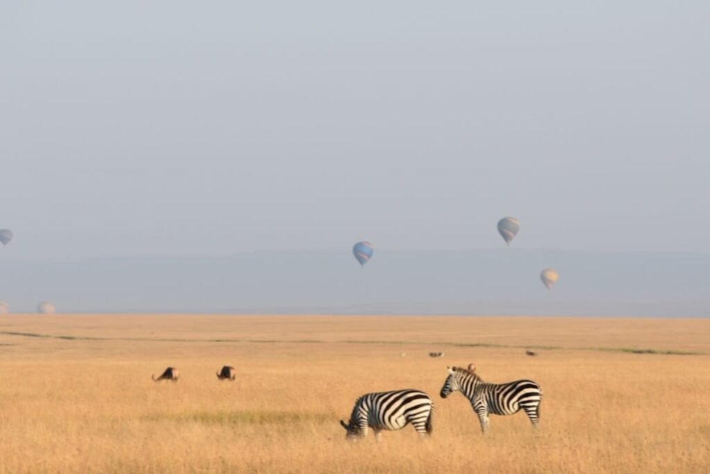 Zebras on the Maasai Mara plains beneath distant hot-air balloons