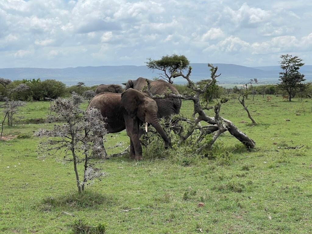 Elephants beside trees in the Mara landscape, illustrating safari wildlife context