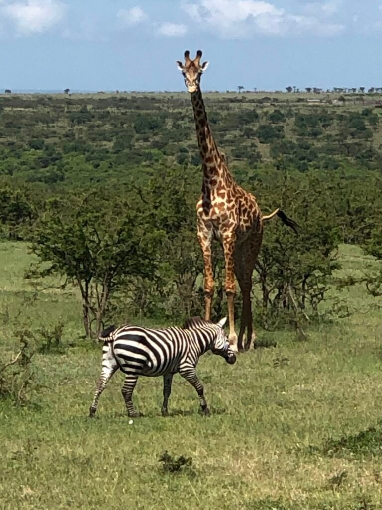 Giraffe and zebra in open grassland shown as Naboisho safari context
