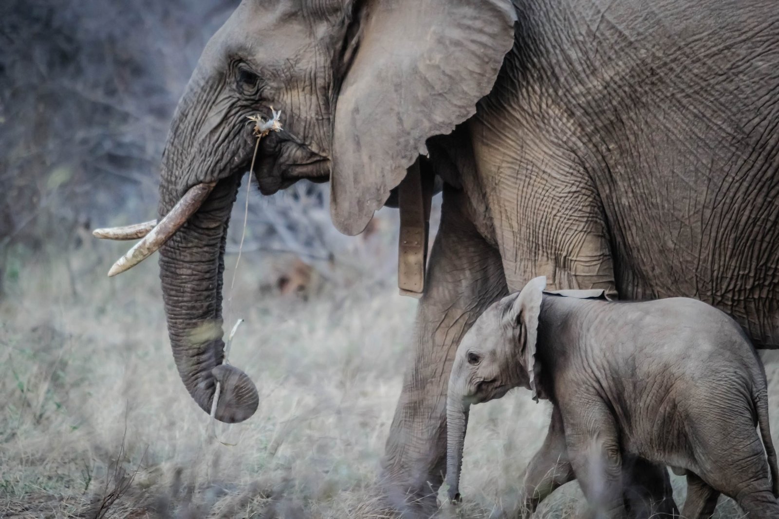 Elephant cow with a tracking collar beside her calf in dry grass, illustrating how many days can be spent observing wildlife