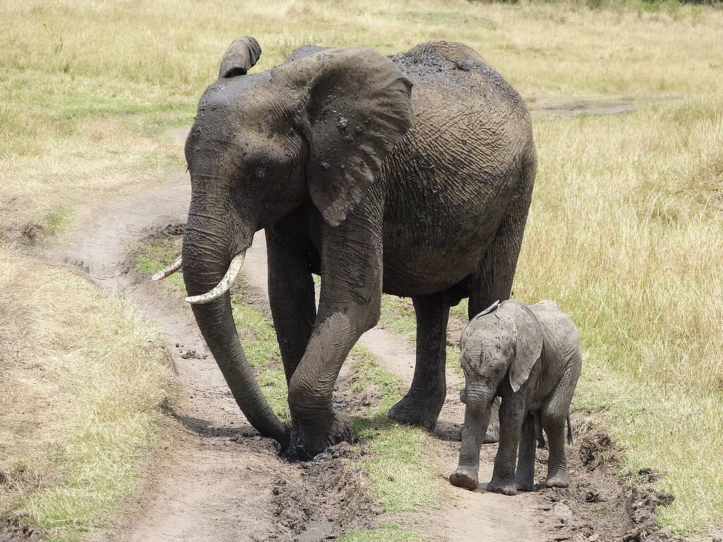 Big 5 in the Maasai Mara 4 An elephant cow and small calf walking along a track through grass in the Maasai Mara