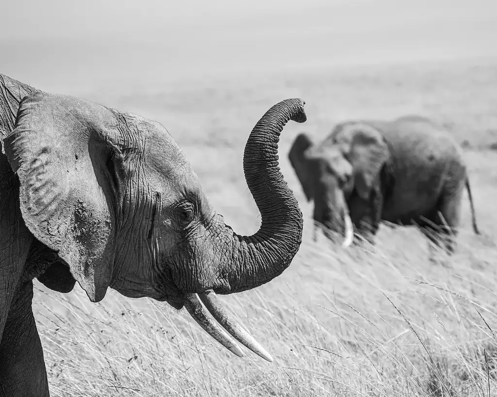 An elephant raising its trunk with a second elephant behind it in the Maasai Mara, in black and white