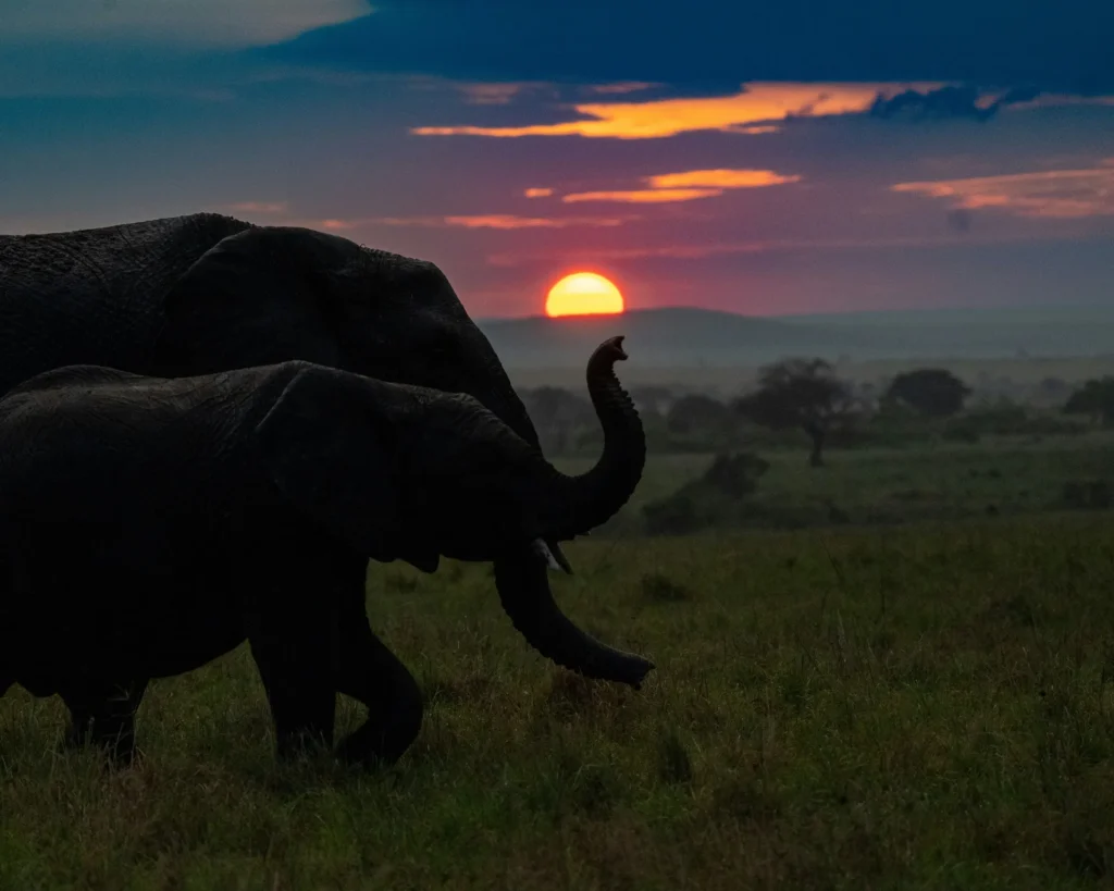 Two elephants at dusk, one raising its trunk, with the sun on the horizon behind them
