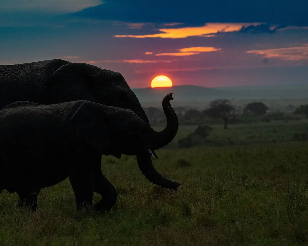 Maasai Mara photography 2 Two elephants at dusk, one raising its trunk, with the sun on the horizon