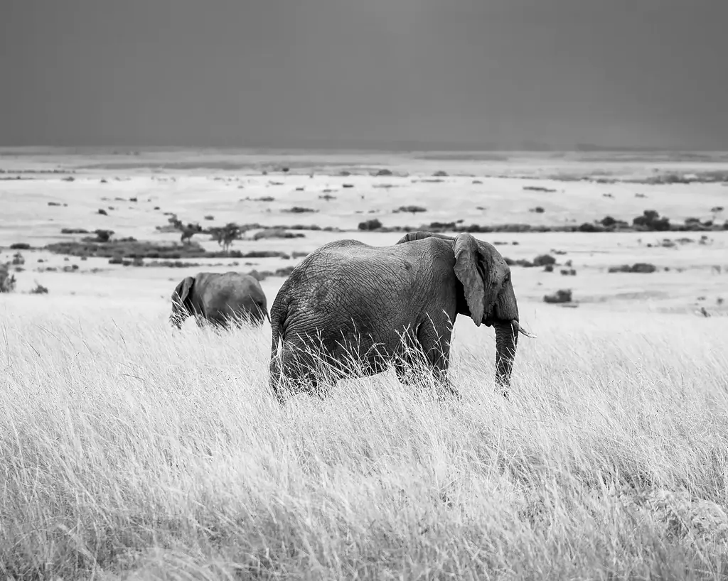 Best time to visit the Maasai Mara: a month-by-month guide 3 Elephants walking through long grass under a dark, heavy sky, in black and white
