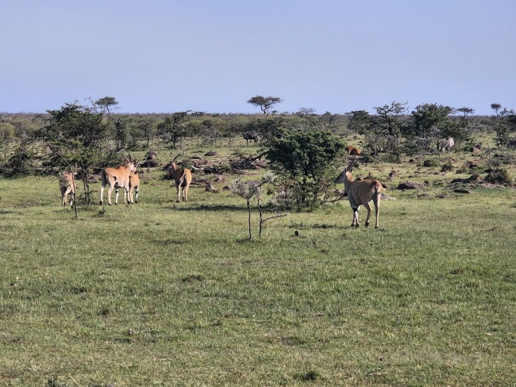 Giraffes standing on open grassland among scattered acacia trees