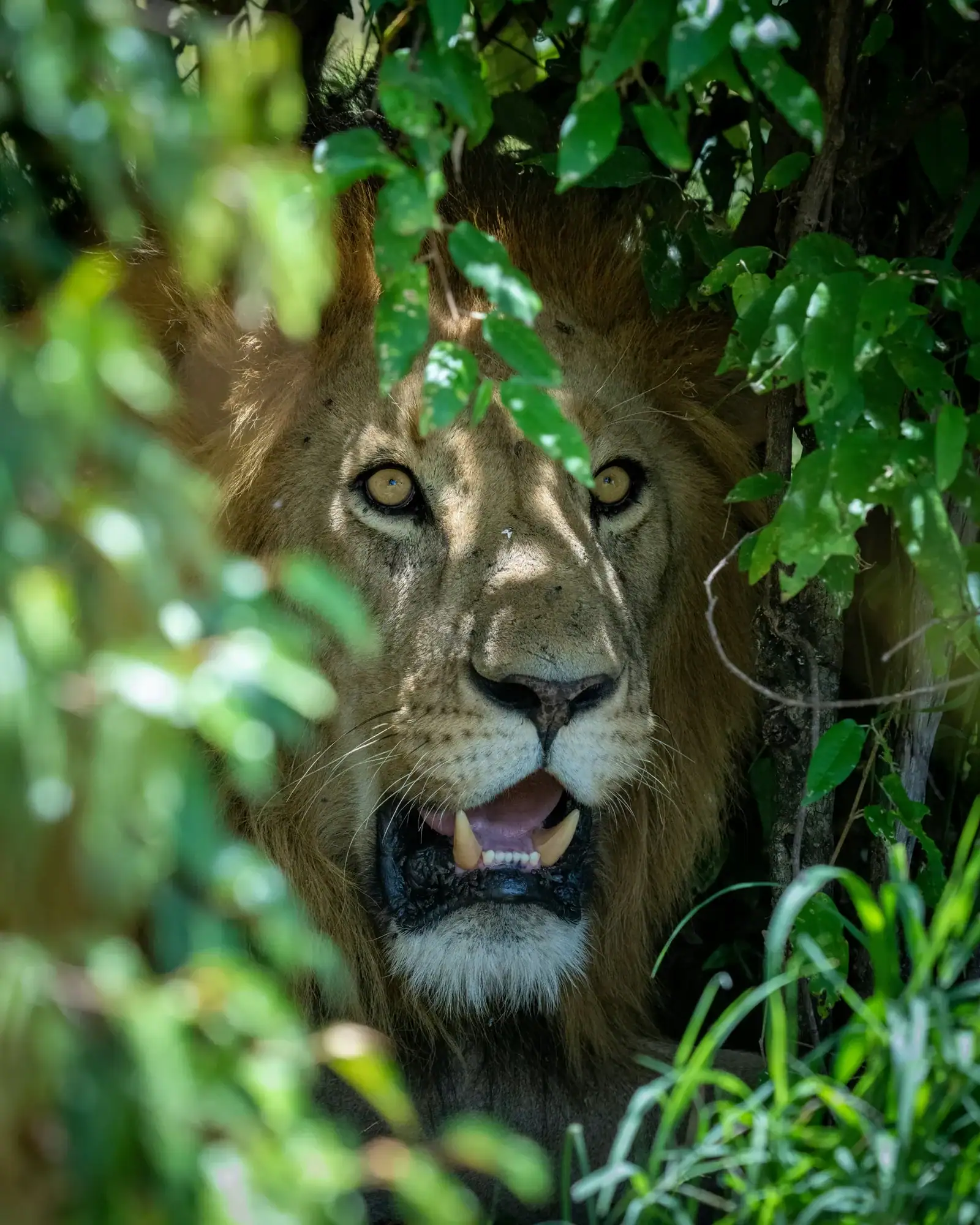 A male lion looking out through green leaves