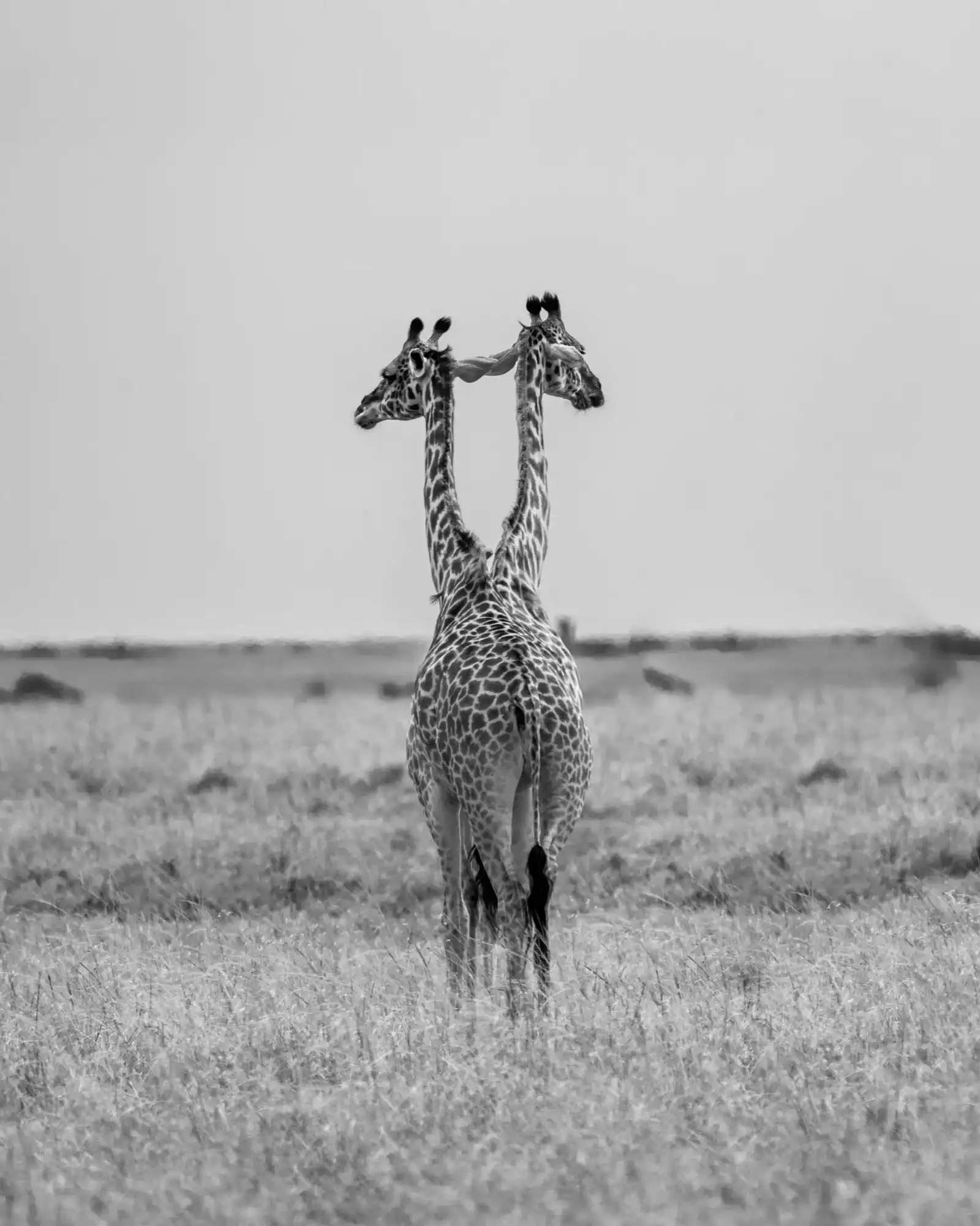 fly-in mara express safari: Two giraffes standing together on an open plain in black and white