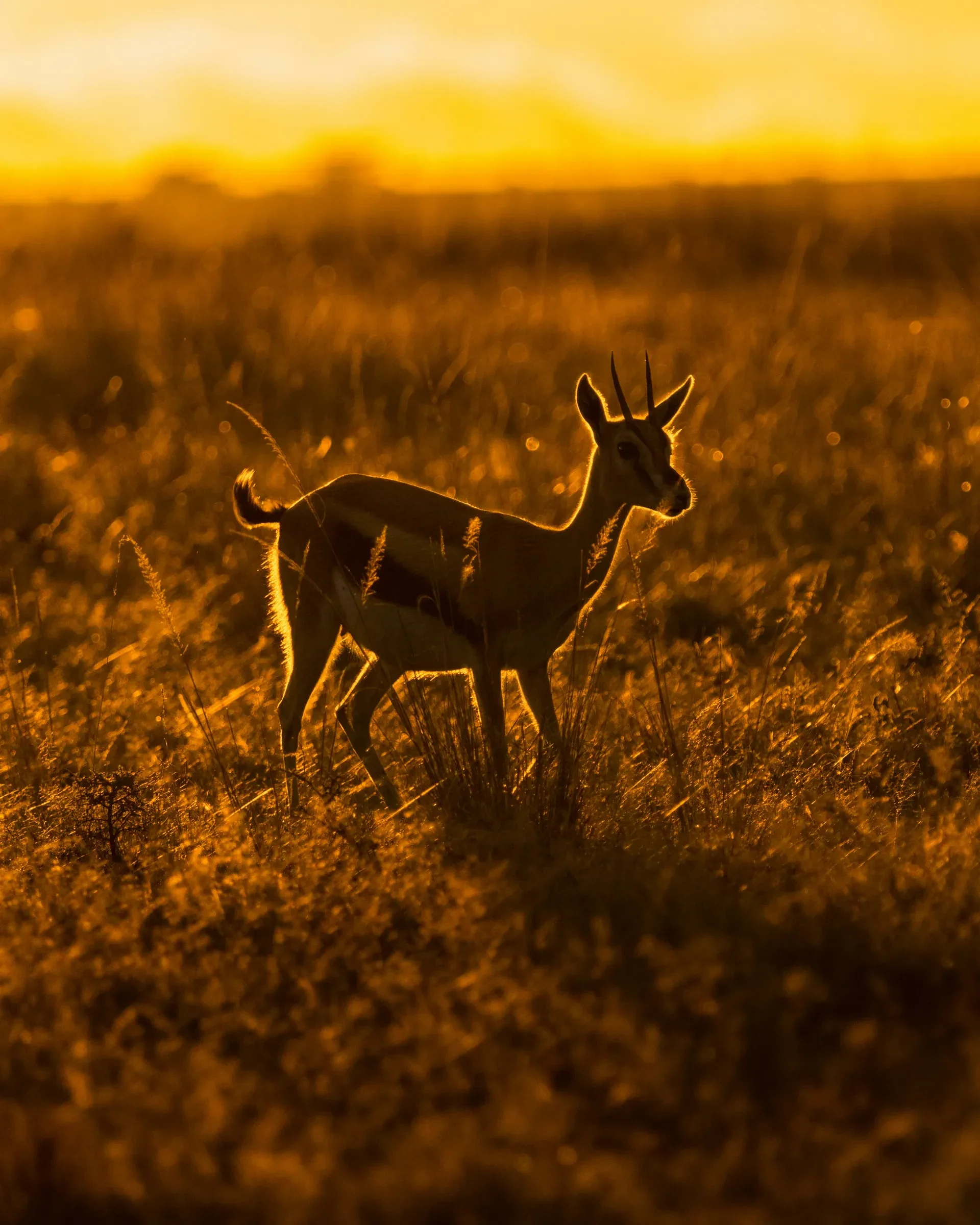 fly-in safari: A gazelle standing in glowing golden grass at sunrise