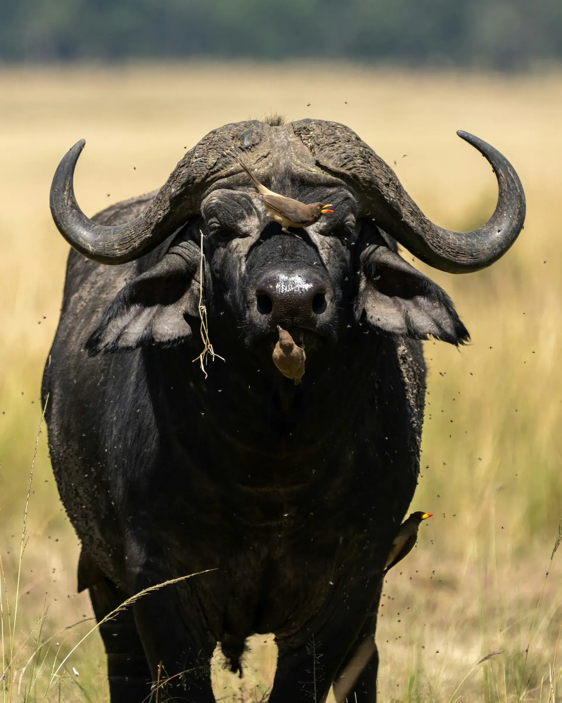 Cape buffalo facing the camera with an oxpecker on its head, wildlife seen on Maasai Mara game drives