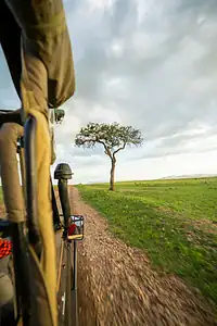 Mara Journal 8 View from a safari vehicle on a gravel track beside an acacia tree and green plains, the setting for Maasai Mara game drives
