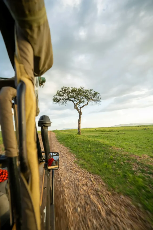 View from a safari vehicle on a gravel track beside an acacia tree and green plains, the setting for Maasai Mara game drives
