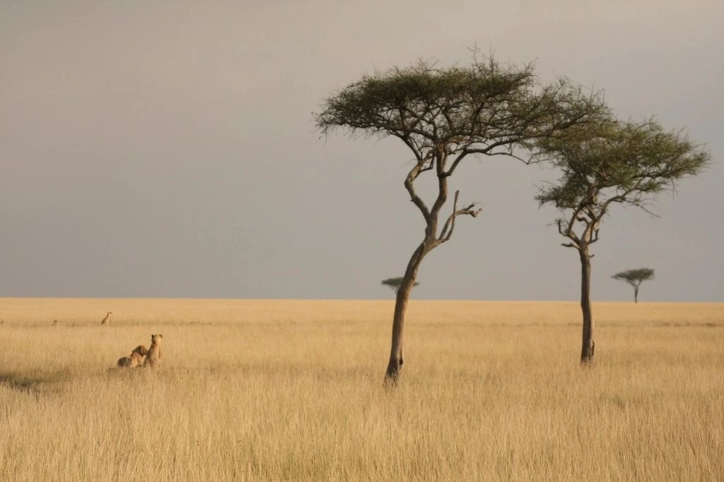 Maasai Mara gates guide: lions in Maasai Mara grassland beneath acacia trees