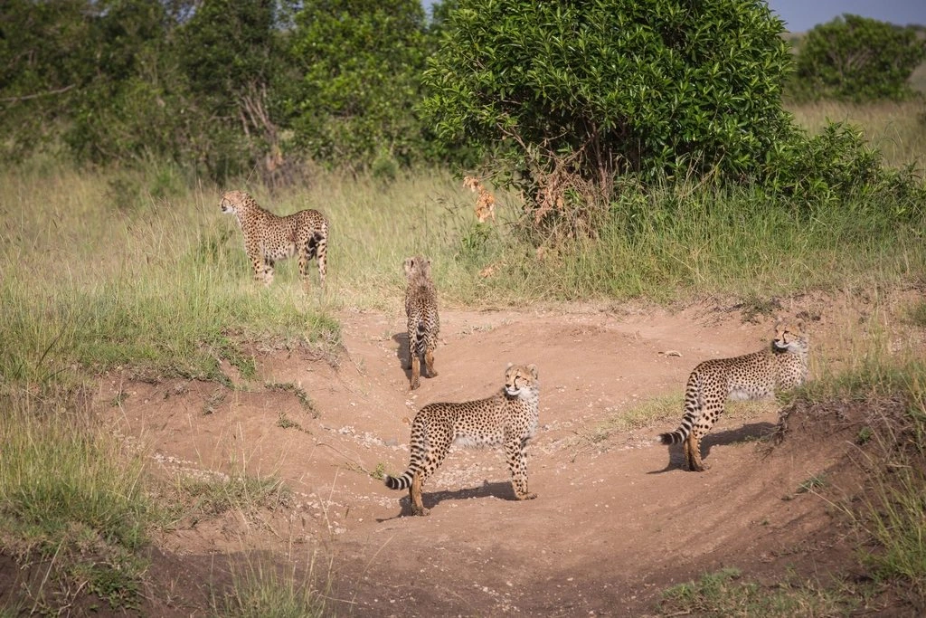 Musiara Gate guide: cheetah and cubs in a sandy gully